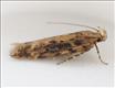 0814 (35.118) Scrobipalpa ocellatella